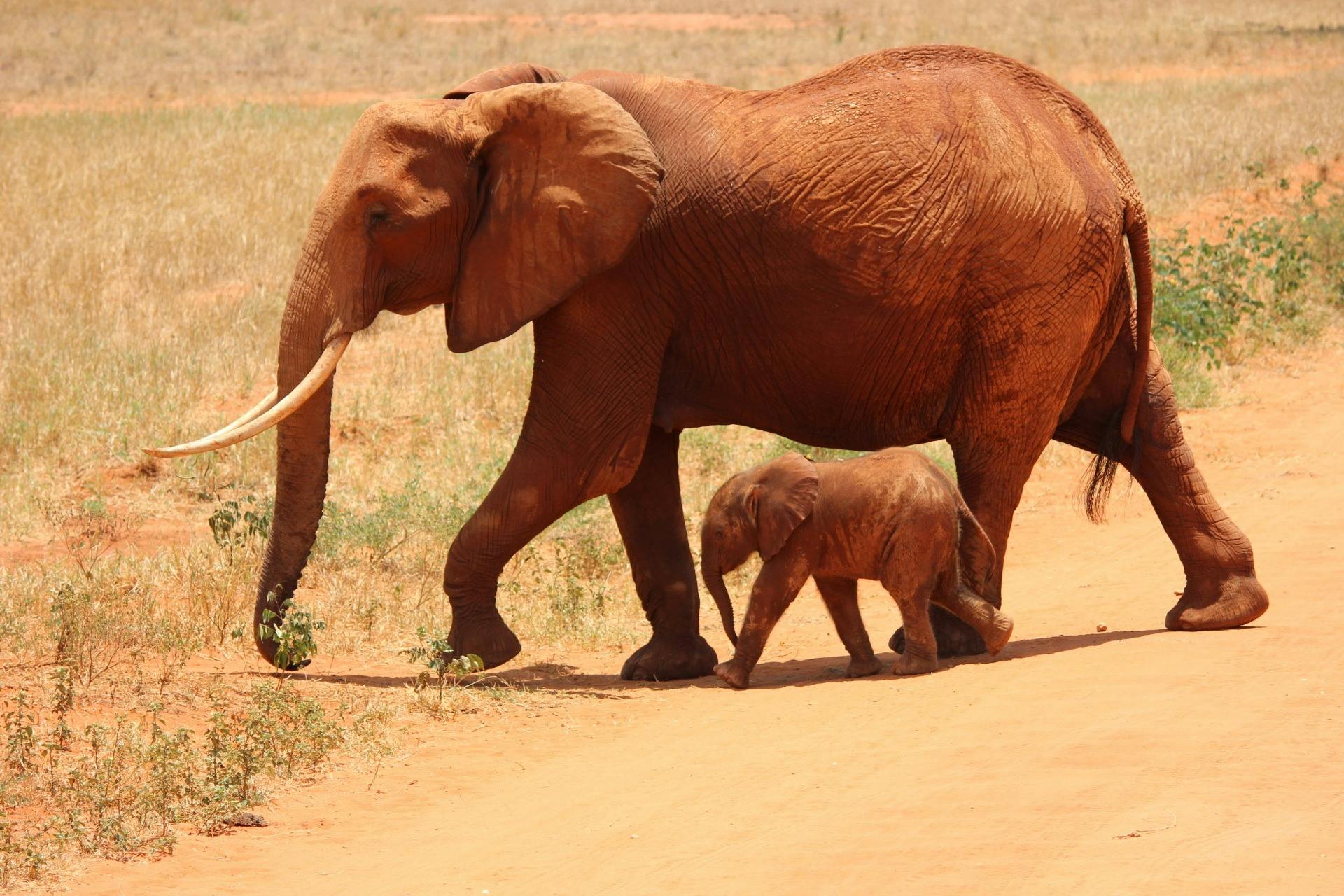 Adult African elephant and calf walking side by side in the sunny savanna.
