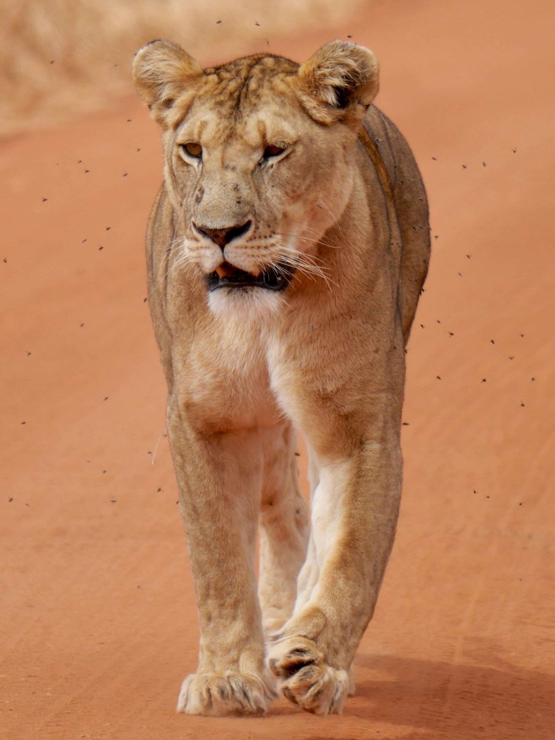 A powerful lioness strides confidently in Tarangire National Park, Tanzania.
