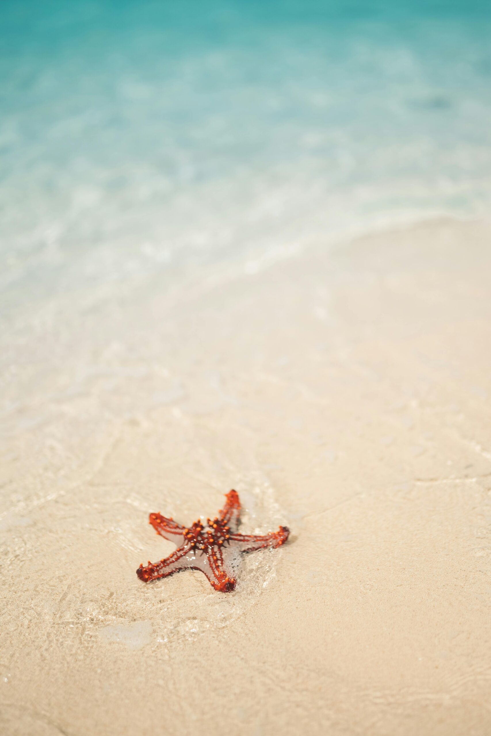 Red starfish on a sandy shore with turquoise sea in Zanzibar, Tanzania.