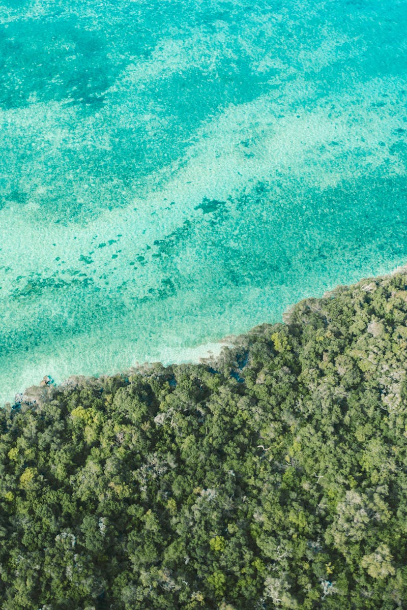 Aerial view of Zanzibar's turquoise ocean meeting lush green forest.