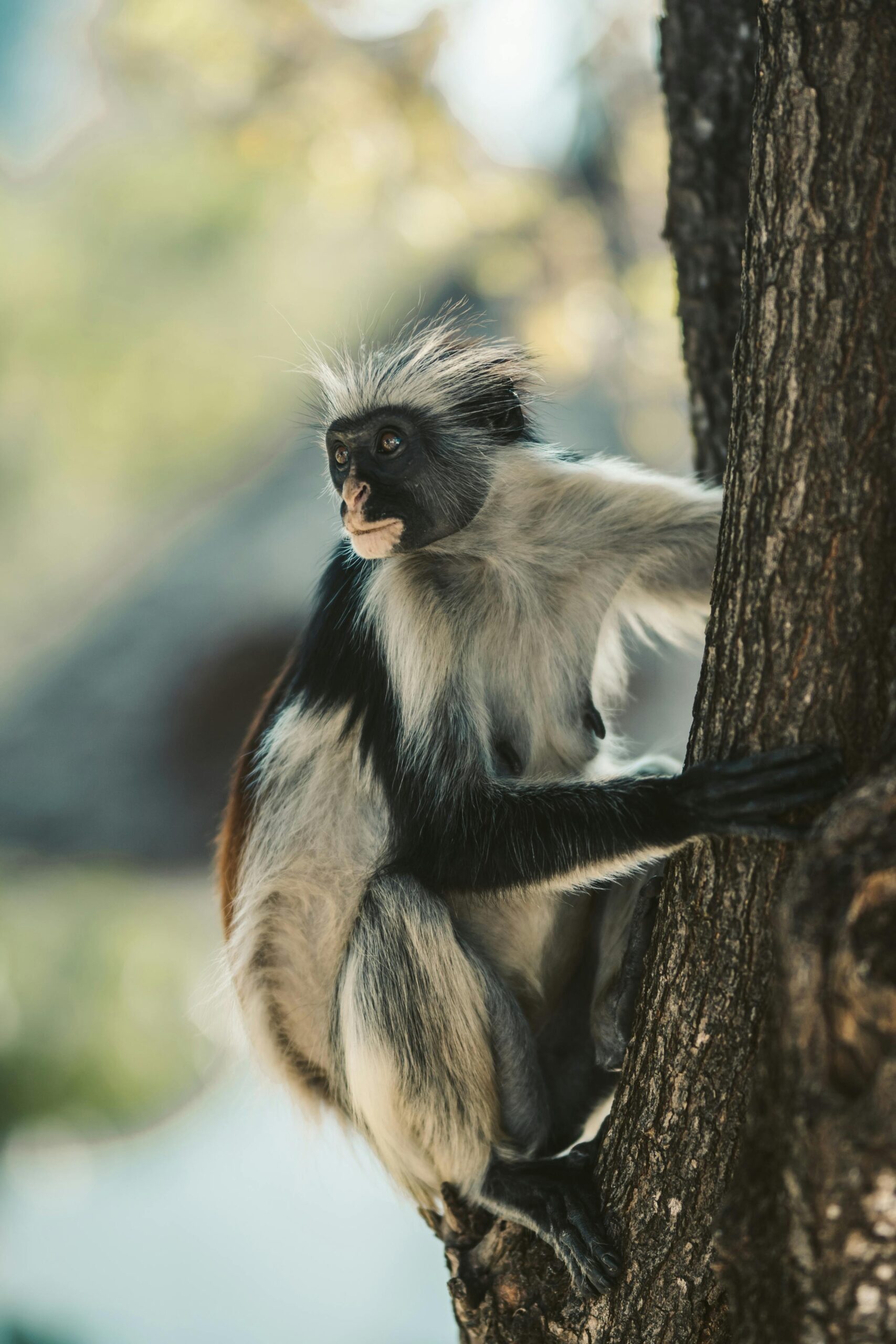 A vibrant colobus monkey perched on a tree in Zanzibar's lush landscape.
