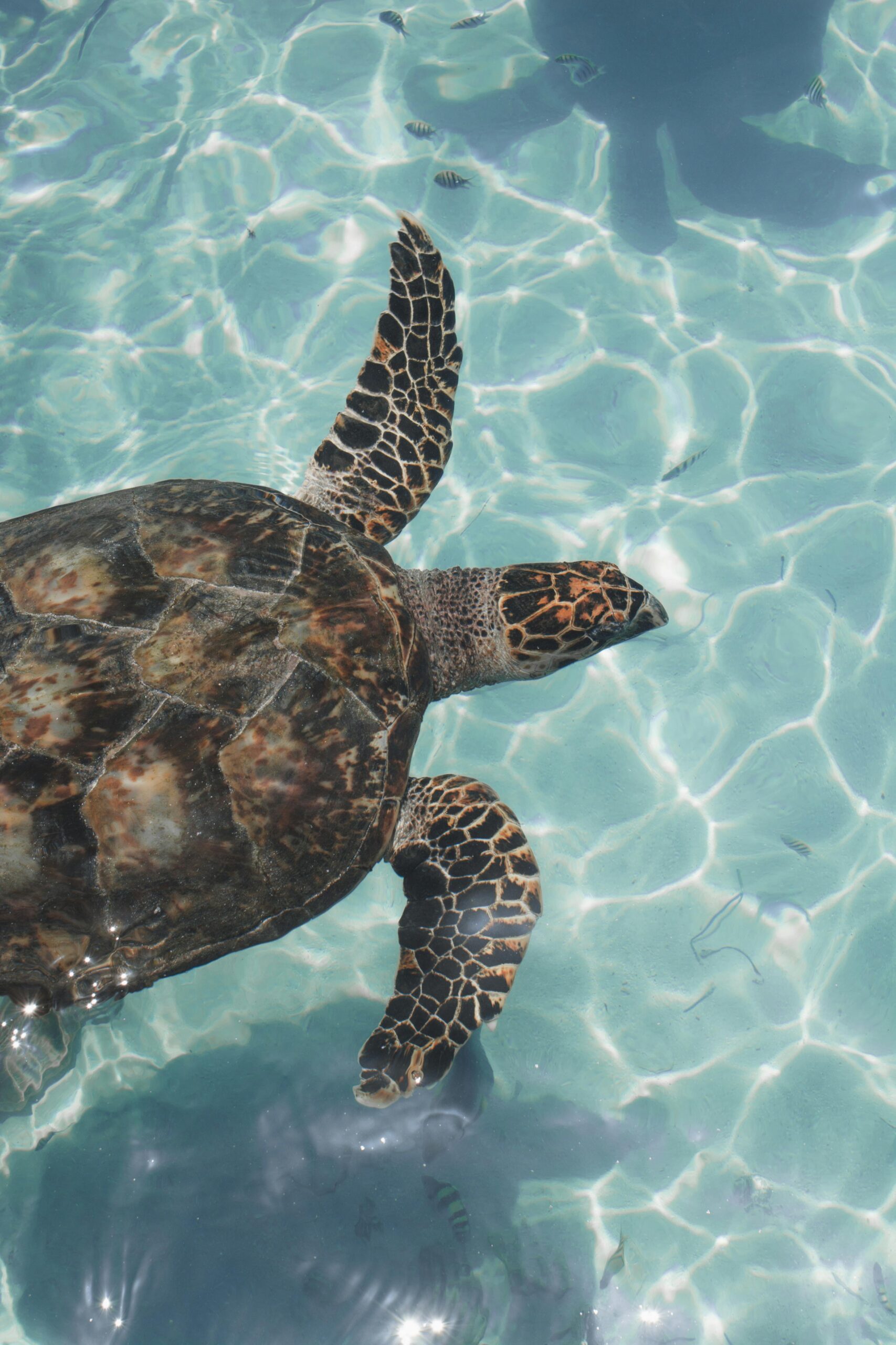 A sea turtle gracefully swimming in the turquoise waters of Cancun, Mexico, showcasing its natural beauty.